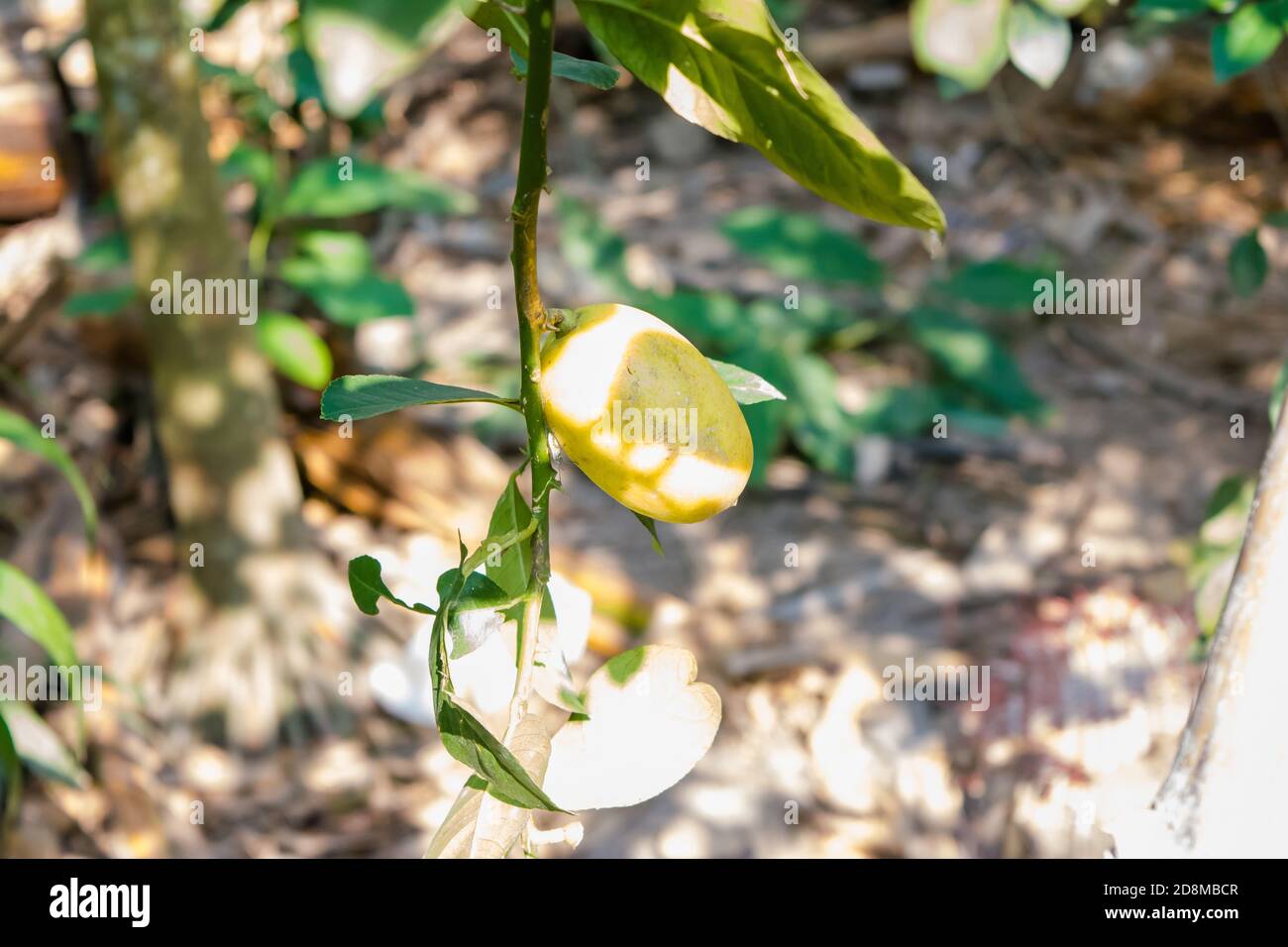 Petits pains de citrons mûrs jaunes frais accrochés à un citron Arbre dans Assam Banque D'Images