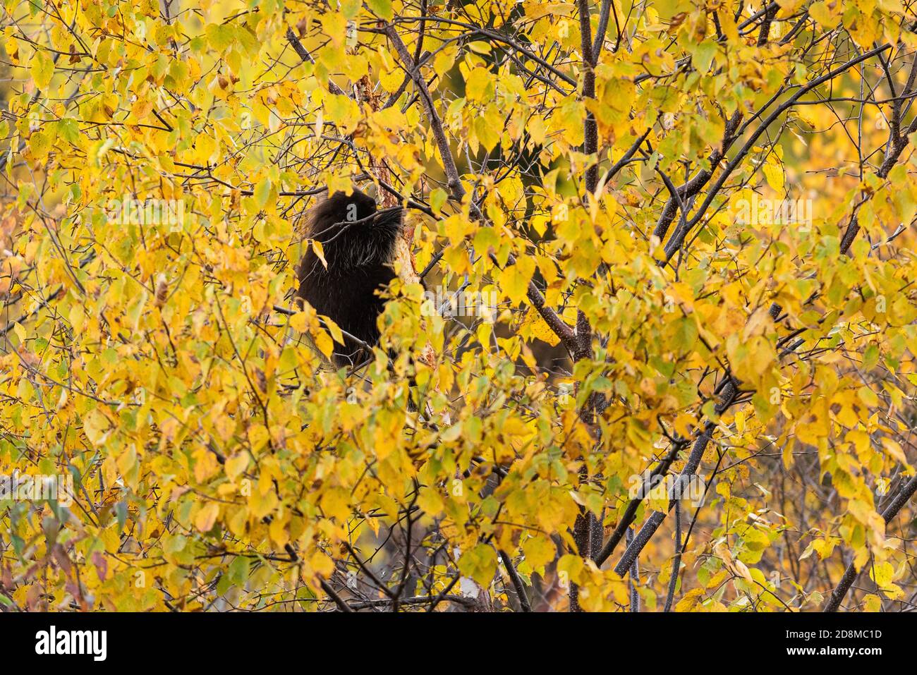 Porcupine manger l'écorce d'un beau arbre de couleurs d'automne, Québec, Canada. Banque D'Images
