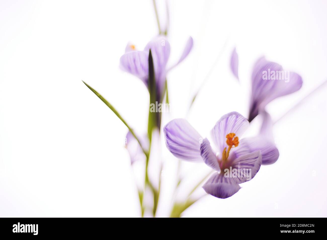 Fleurs de crocus violets isolées sur fond blanc vif. Banque D'Images