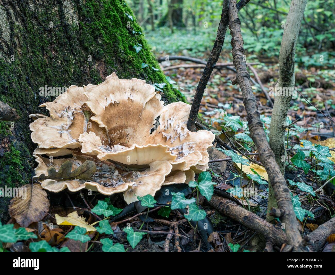 Grifola frondosa également connue sous le nom de poule des bois poussant à la base d'un arbre dans la forêt. Grifola frondosa est un champignon polypore Banque D'Images
