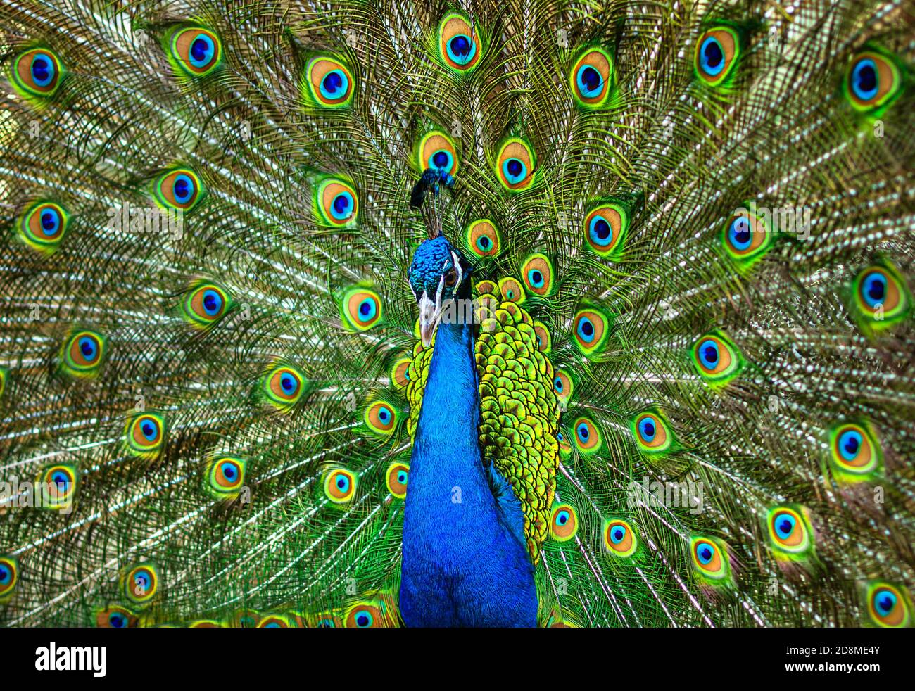Portrait de beau paon avec plumes. Paon mâle avec plumes étendues Banque D'Images