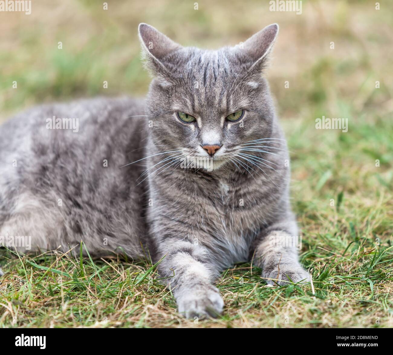 Image Rapprochee D Un Chaton Gris Cendre Jouant A L Exterieur Photo Stock Alamy