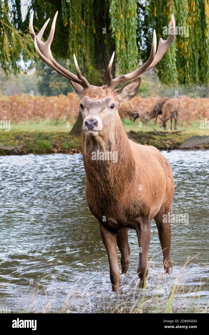 Un cerf de Virginie se dresse fièrement dans l'eau froide d'automne d'un lac à Bushy Park, dans l'ouest de Londres Banque D'Images