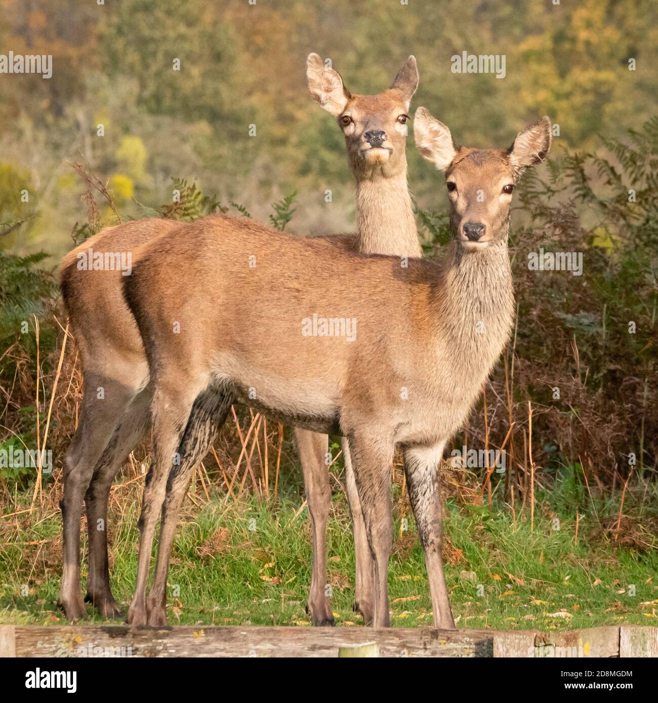 Une paire de cerfs rouges surpris regardent avec vigilance au bord d'un ruisseau à Bushy Park, dans l'ouest de Londres Banque D'Images