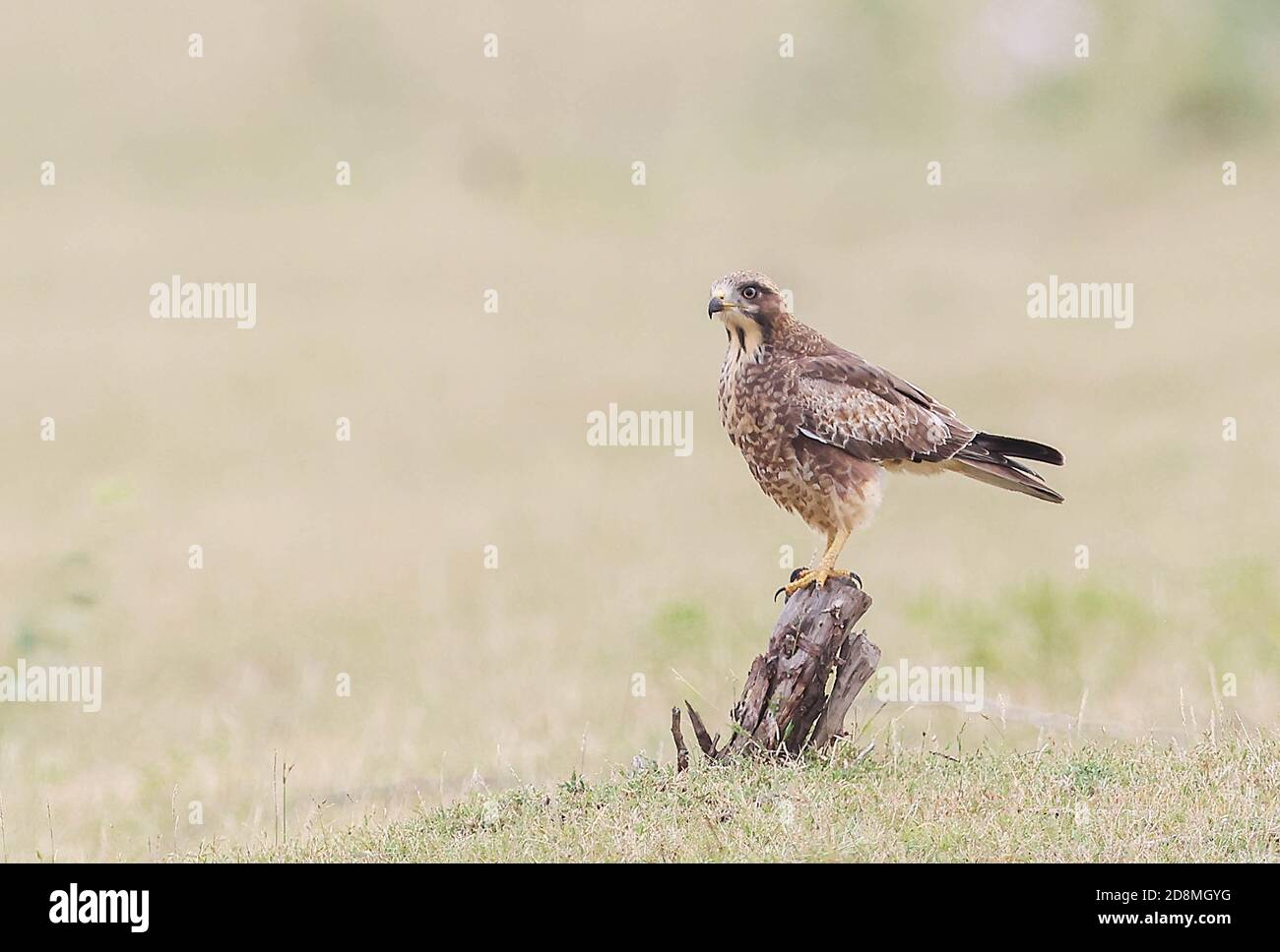 Buzzard à yeux blancs Banque D'Images