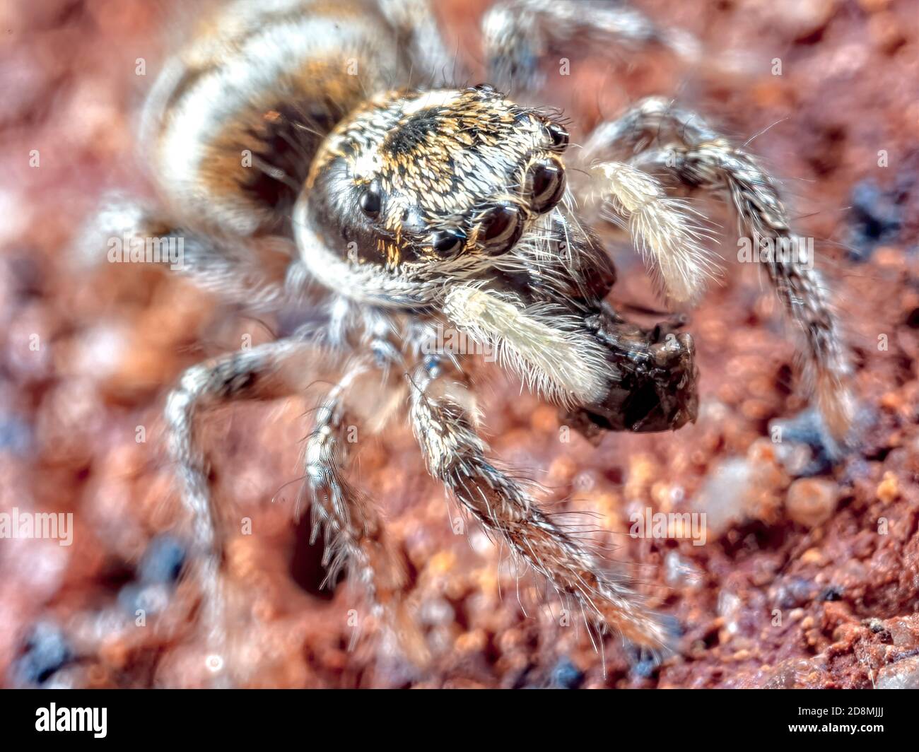 Une araignée sauteuse avec une proie Banque D'Images