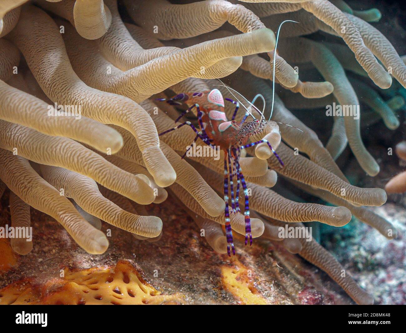 crevettes tachetées plus propres, Periclilènes yucatanicus, est une sorte de crevettes plus propres communes à la mer des Caraïbes Banque D'Images