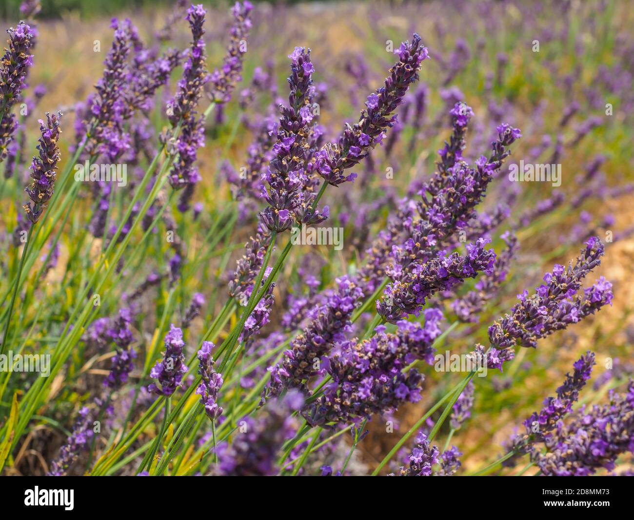 Fleurs de lavande violettes, fleurs, gros plan. La lavande violette fraîche  fleurit dans la famille des lamiaceae à la menthe. Floraison, herbacée,  plante vivace Photo Stock - Alamy