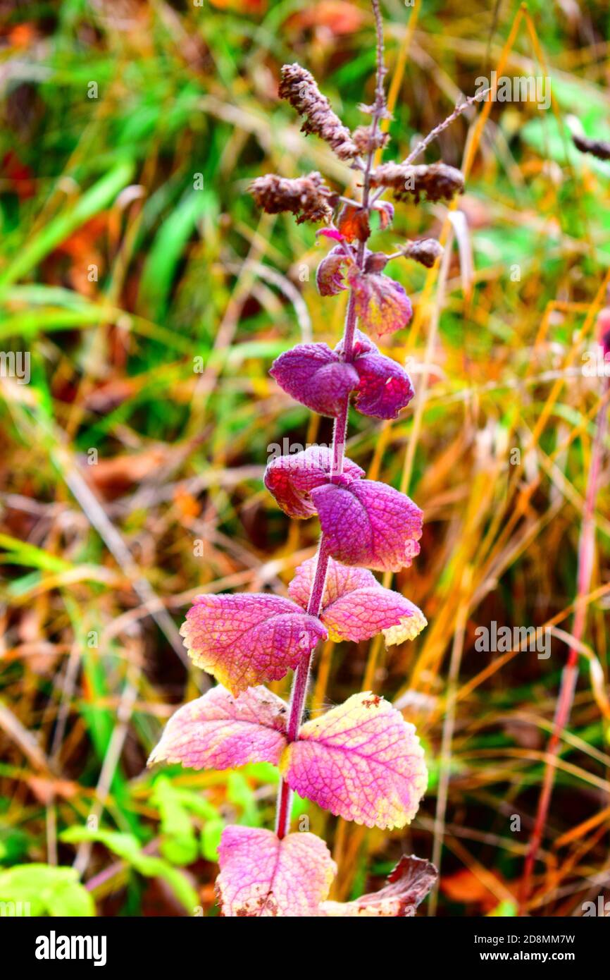 feuilles de menthe violette Banque D'Images