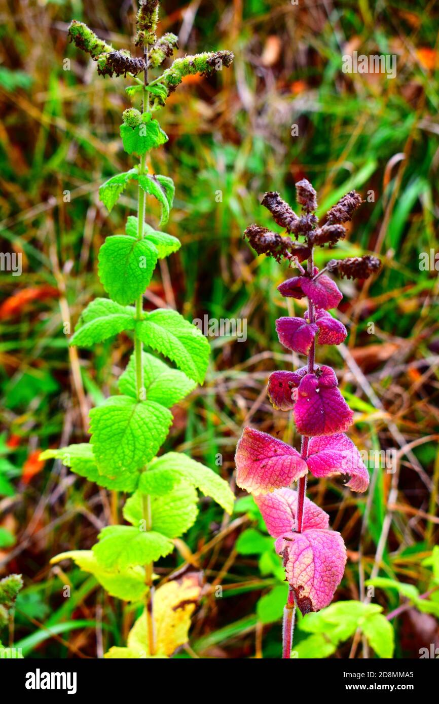 feuilles de menthe violette Banque D'Images