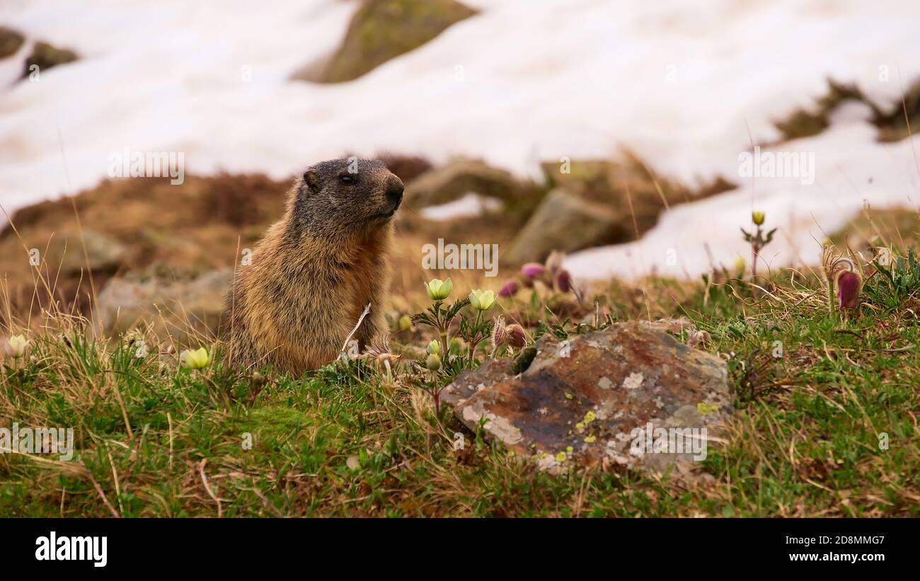 Petite marmotte douce curieuse (famille des marmotes, écureuils terrestres) assise sur un pré avec des fleurs sauvages alpines et de la neige au début de l'été. Banque D'Images