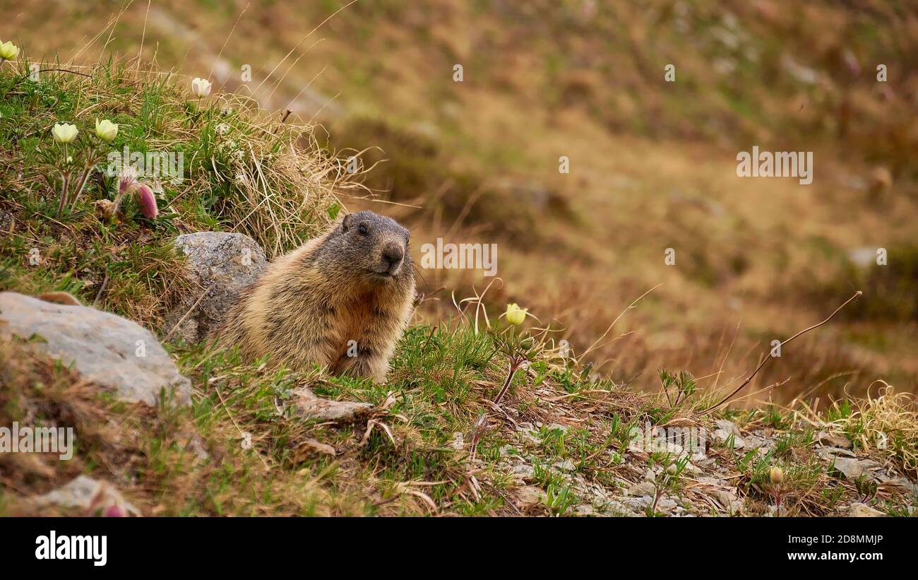 Petit marmotte attentionné (marmota, famille des écureuils terrestres), avec vue sur un trou dans une prairie avec des fleurs sauvages alpines au début de l'été près de Reschen. Banque D'Images