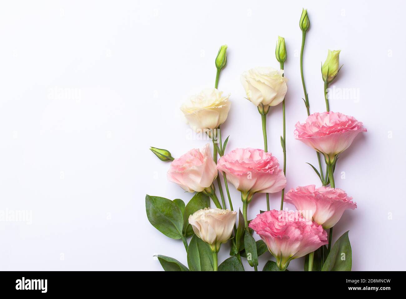 Bouquet de fleurs d'eustoma rose sur fond de papier blanc. Banque D'Images
