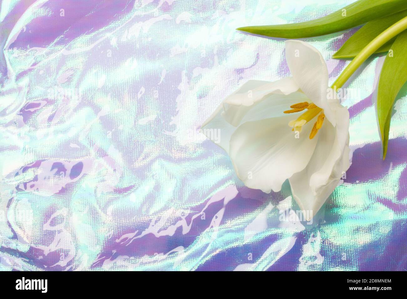 Tulipe blanche en fleurs sur un fond de texture holographique en forme d'arc-en-ciel vraiment clair. Banque D'Images