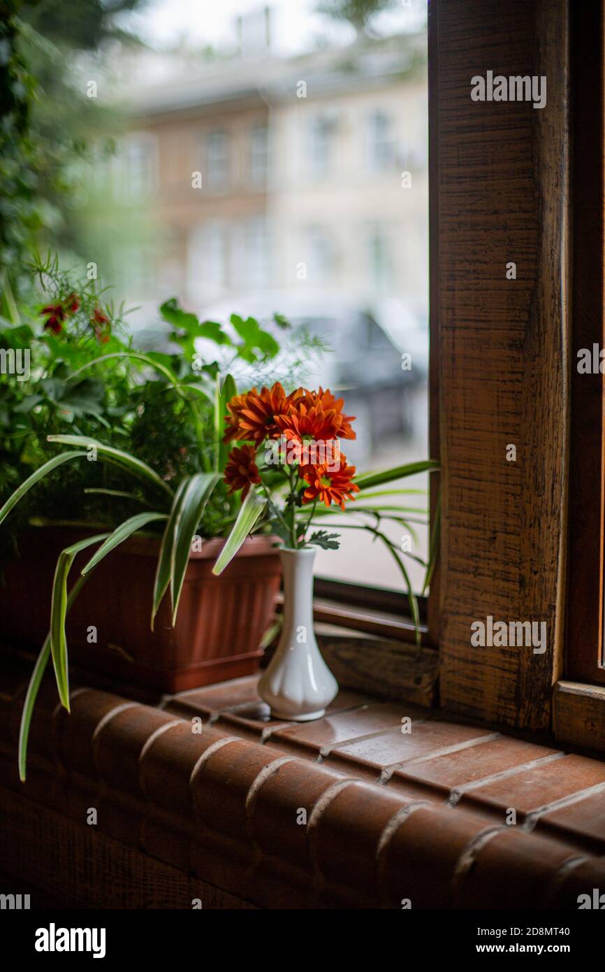 vase blanc fin avec fleurs orange sur le rebord de la fenêtre avec plantes Banque D'Images