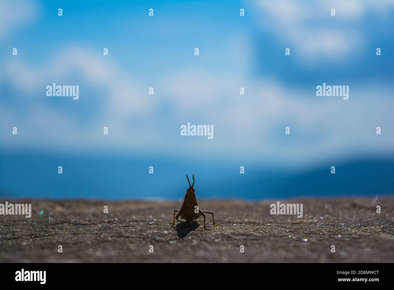 silhouette d'insecte et ciel bleu. Dragonfly est un insecte appartenant à l'ordre Odonata, l'infraordre Anisoptera. Banque D'Images