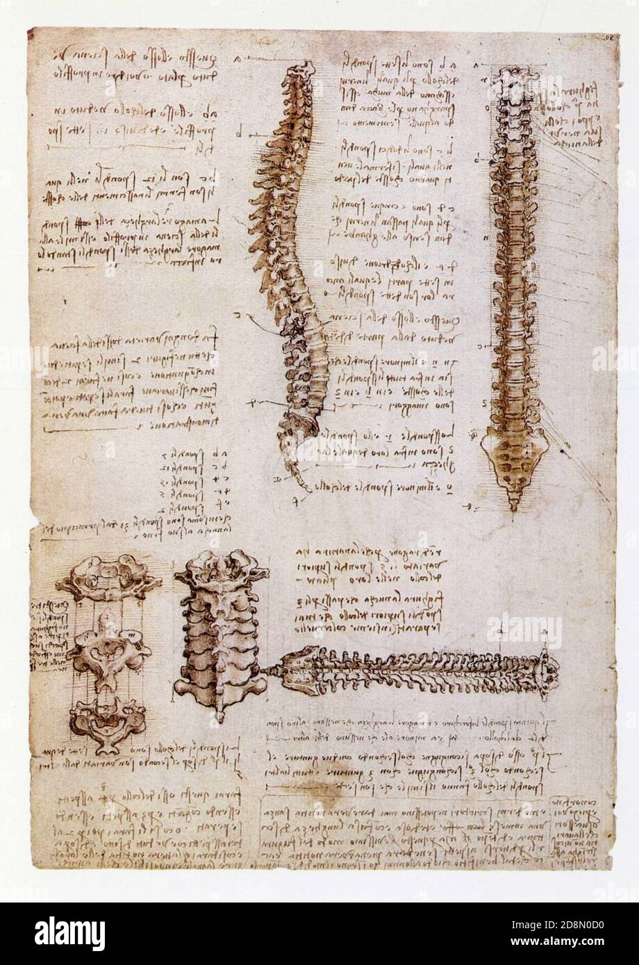 Léonard de Vinci. La colonne vertébrale. 1510. Stylo et encre avec lavage sur des traces de craie noire Banque D'Images