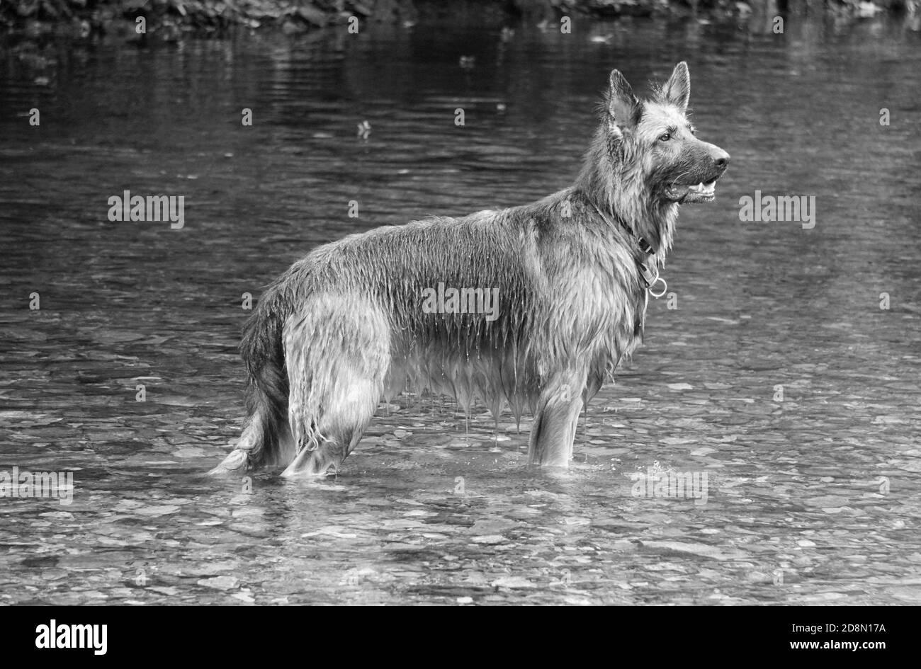 Chiens de Shepard allemands Banque D'Images