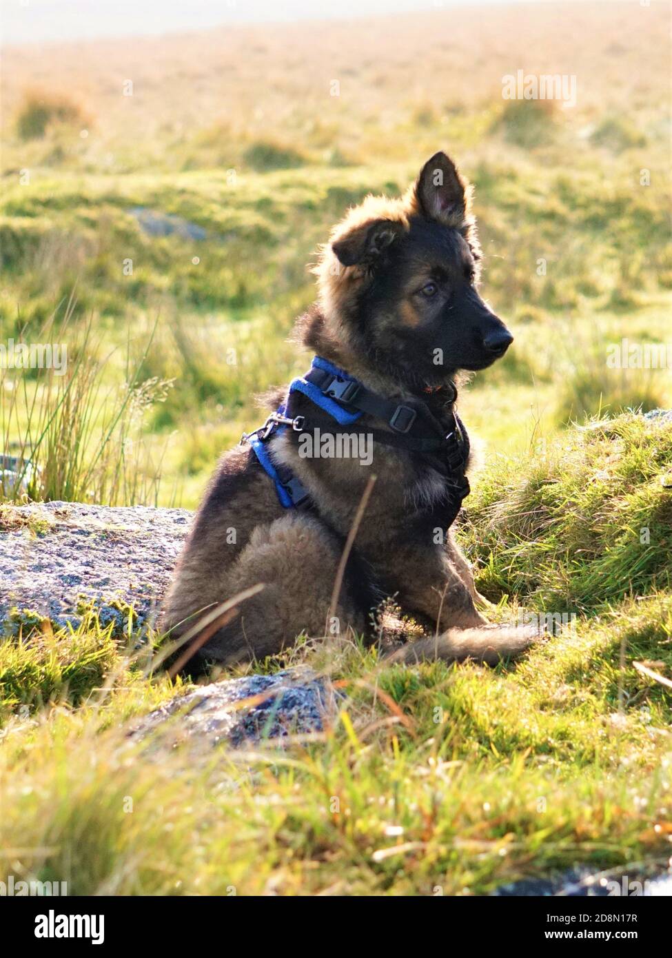 Chiens de Shepard allemands Banque D'Images