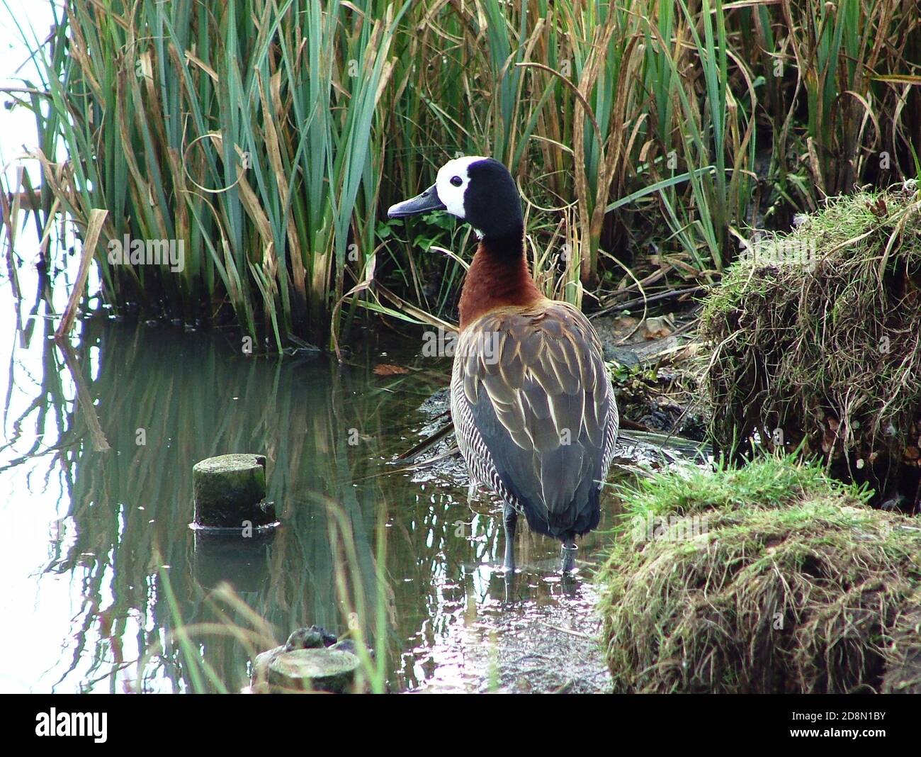 Canard siffleur à fond blanc (Dendrocygna viduata) Espèce de canard siffleur qui se reproduit en Afrique subsaharienne & Amérique du Sud trouvée dans les lacs d'eau douce Banque D'Images