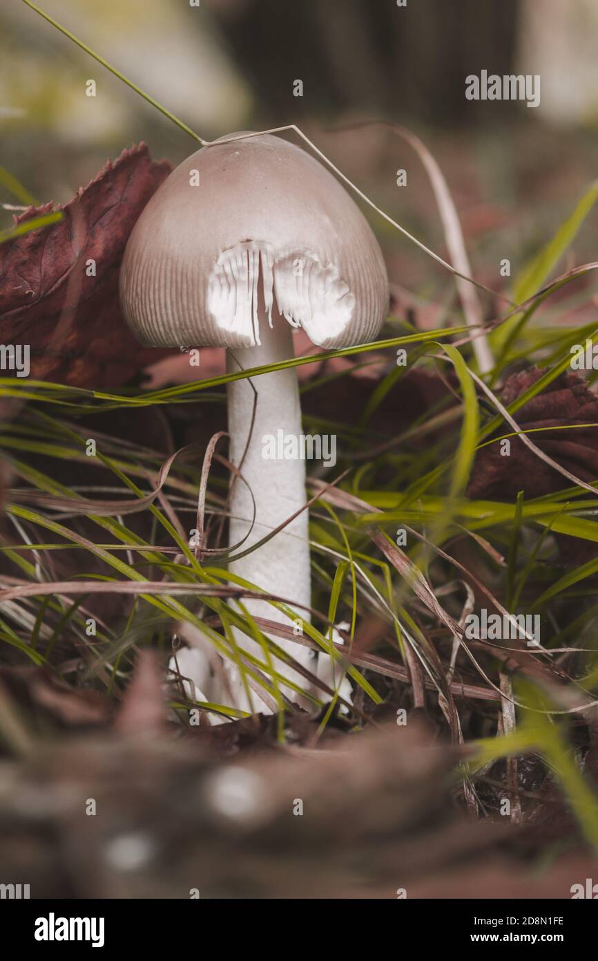 Amanita vaginata, connue sous le nom de grisette, est un champignon sauvage comestible Banque D'Images