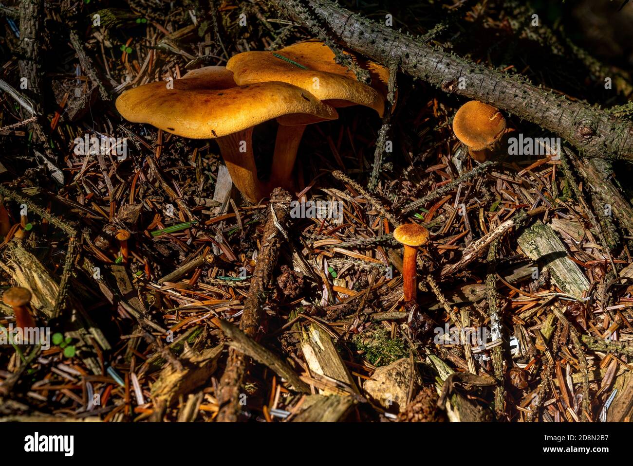 Groupe Hygrophoropsis aurantiaca ou False Chanterelle dans les bois de pin. Banque D'Images