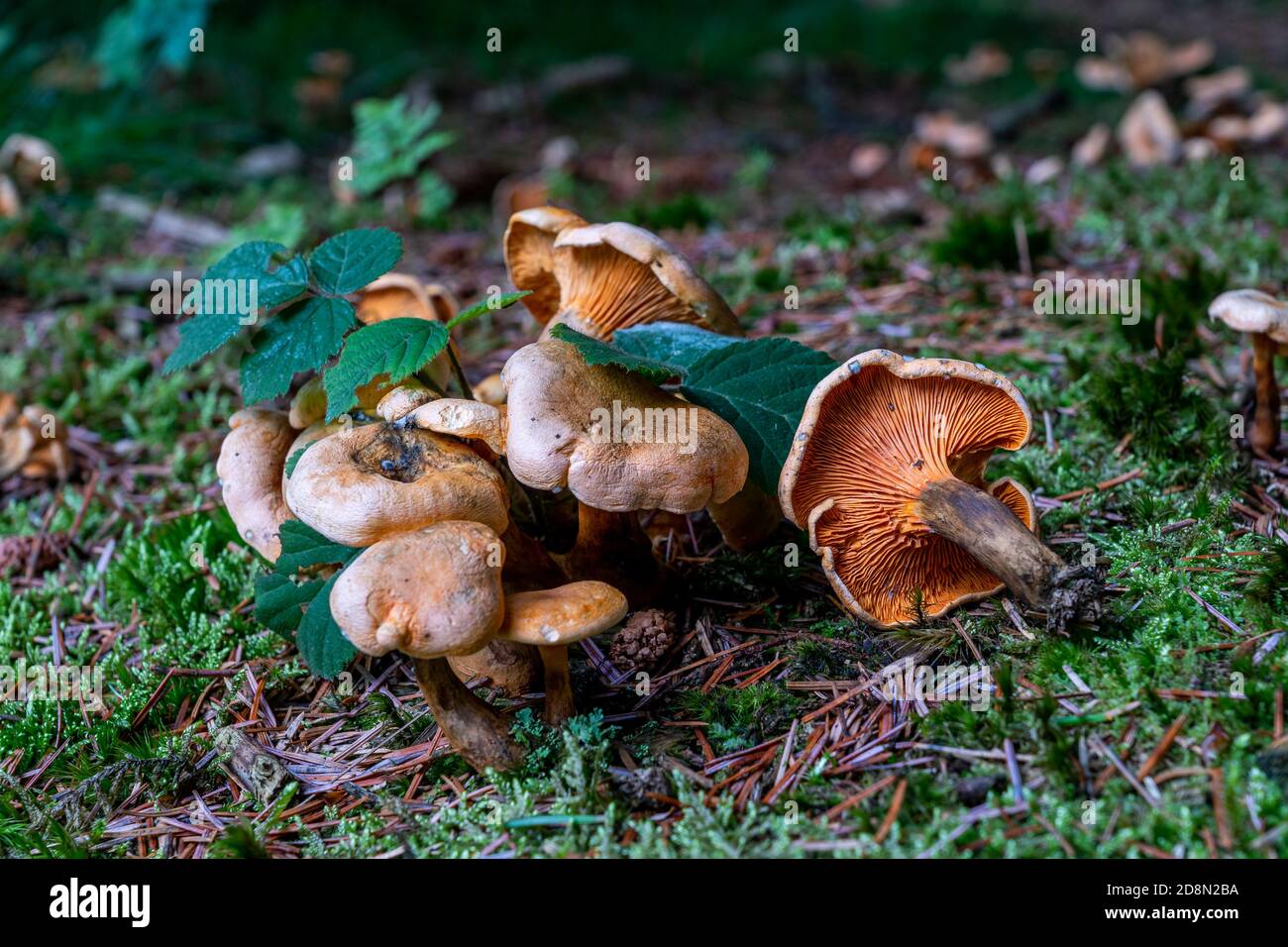 Groupe Hygrophoropsis aurantiaca ou False Chanterelle dans les bois de pin. Banque D'Images