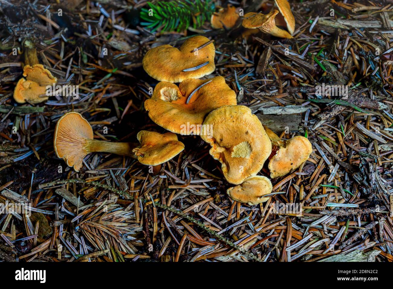 Groupe Hygrophoropsis aurantiaca ou False Chanterelle dans les bois de pin. Banque D'Images