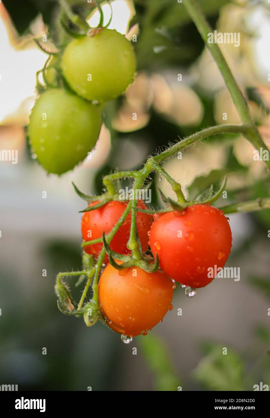 Tomates rouges mûres fraîches et quelques tomates qui ne le sont pas mûre mais accrochée sur la vigne d'une plante de tomate dans le jardin Banque D'Images