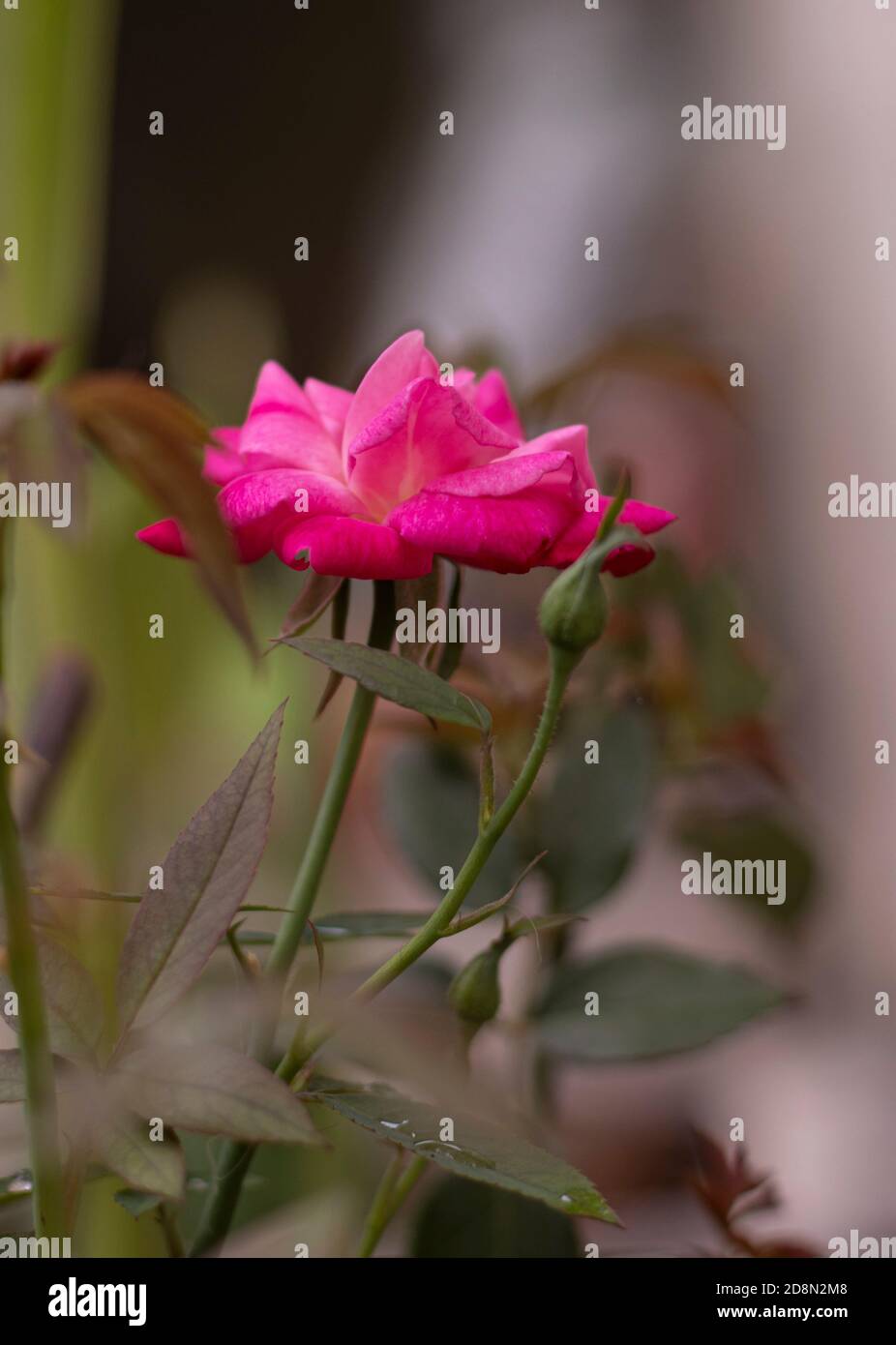 Les pétales de la rose indienne sont également connus sous le nom de desi gulab. Mise au point sélective. Banque D'Images