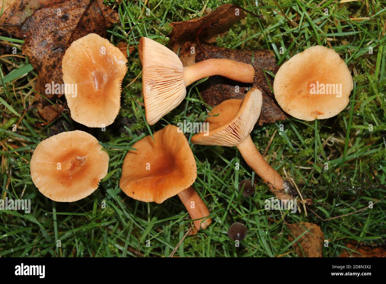 Milkcaps rufous Lactarius rufus Banque D'Images