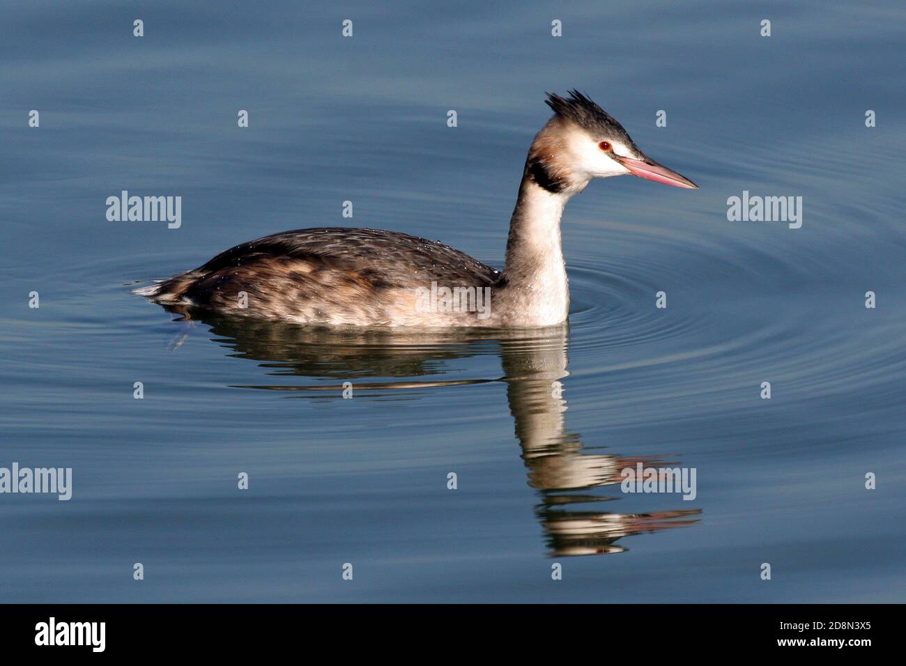 Grand Grebe à crête (Podiceps statut) plumage d'hiver Banque D'Images