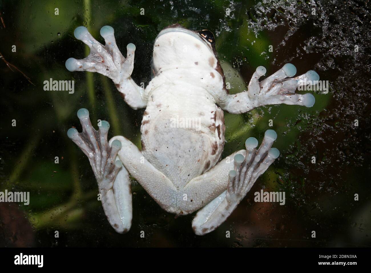 Mission grenouille d'arbre à yeux dorés ou grenouille de lait amazonienne (Trachycephalus resinifichtrix) affiche ses orteils de ventouse Banque D'Images