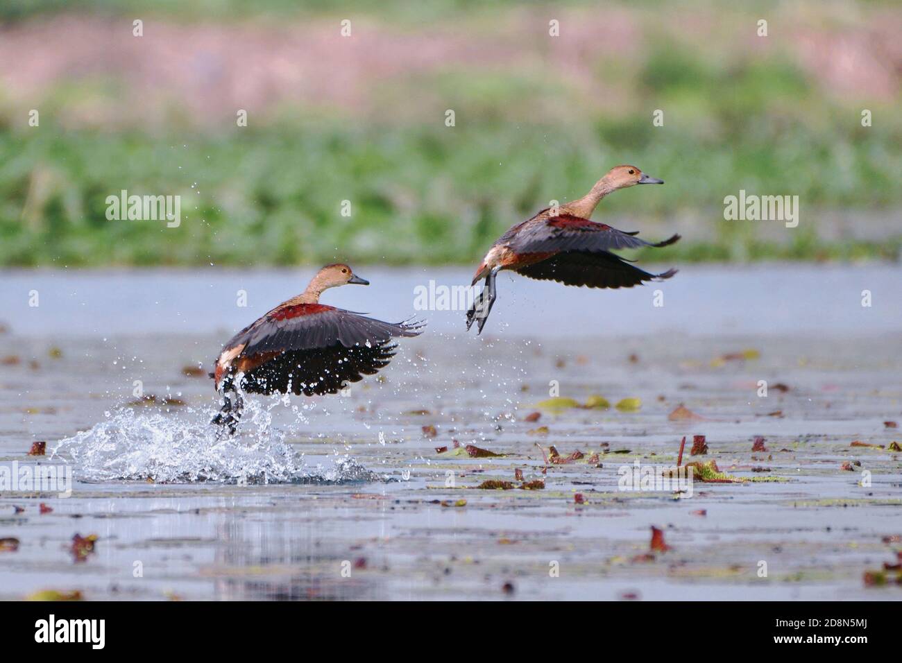 Les canards sifflants de moindre importance se délotent de la zone humide Banque D'Images Les canards sifflants de moindre importance se délotent de la zone humide Banque D'Images