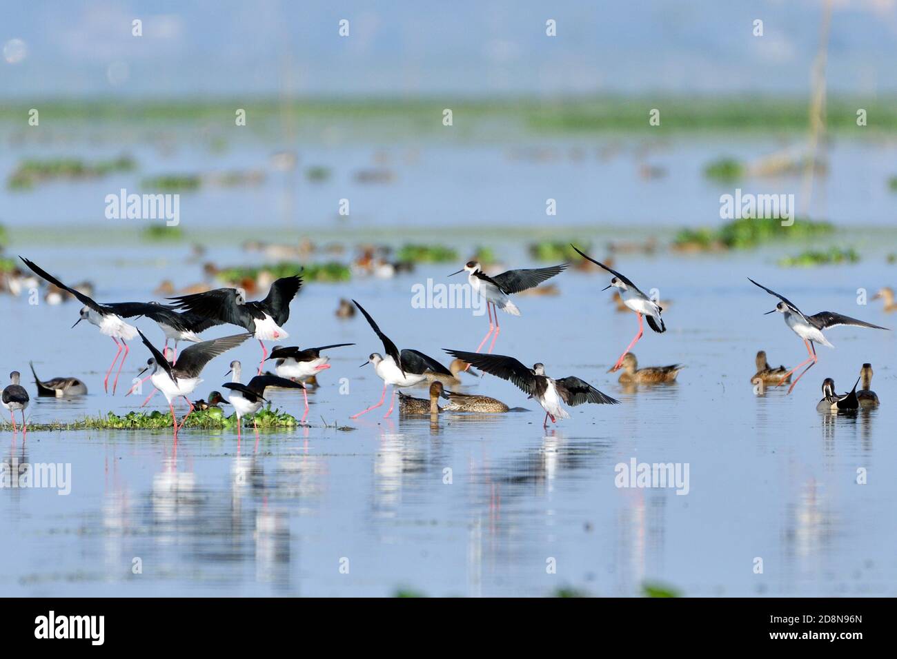 Le troupeau d'oiseaux de pilotis débarque sur les terres humides Banque D'Images Le troupeau d'oiseaux de pilotis débarque sur les terres humides Banque D'Images