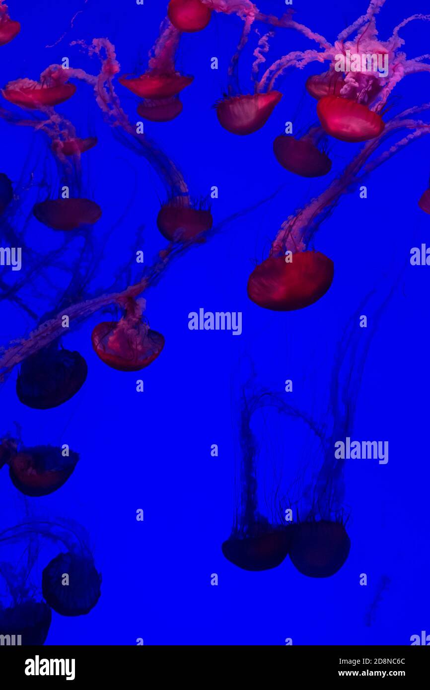 Méduses rouges nageant dans un aquarium Banque D'Images