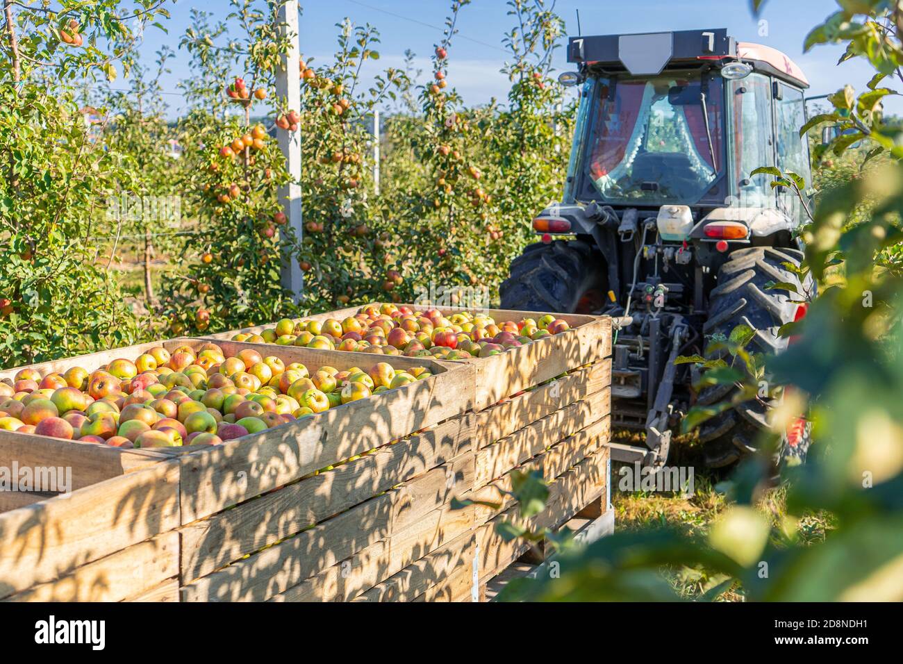 Industrie de production de jus de pommiers, récolte d'automne plantes agriculture Banque D'Images