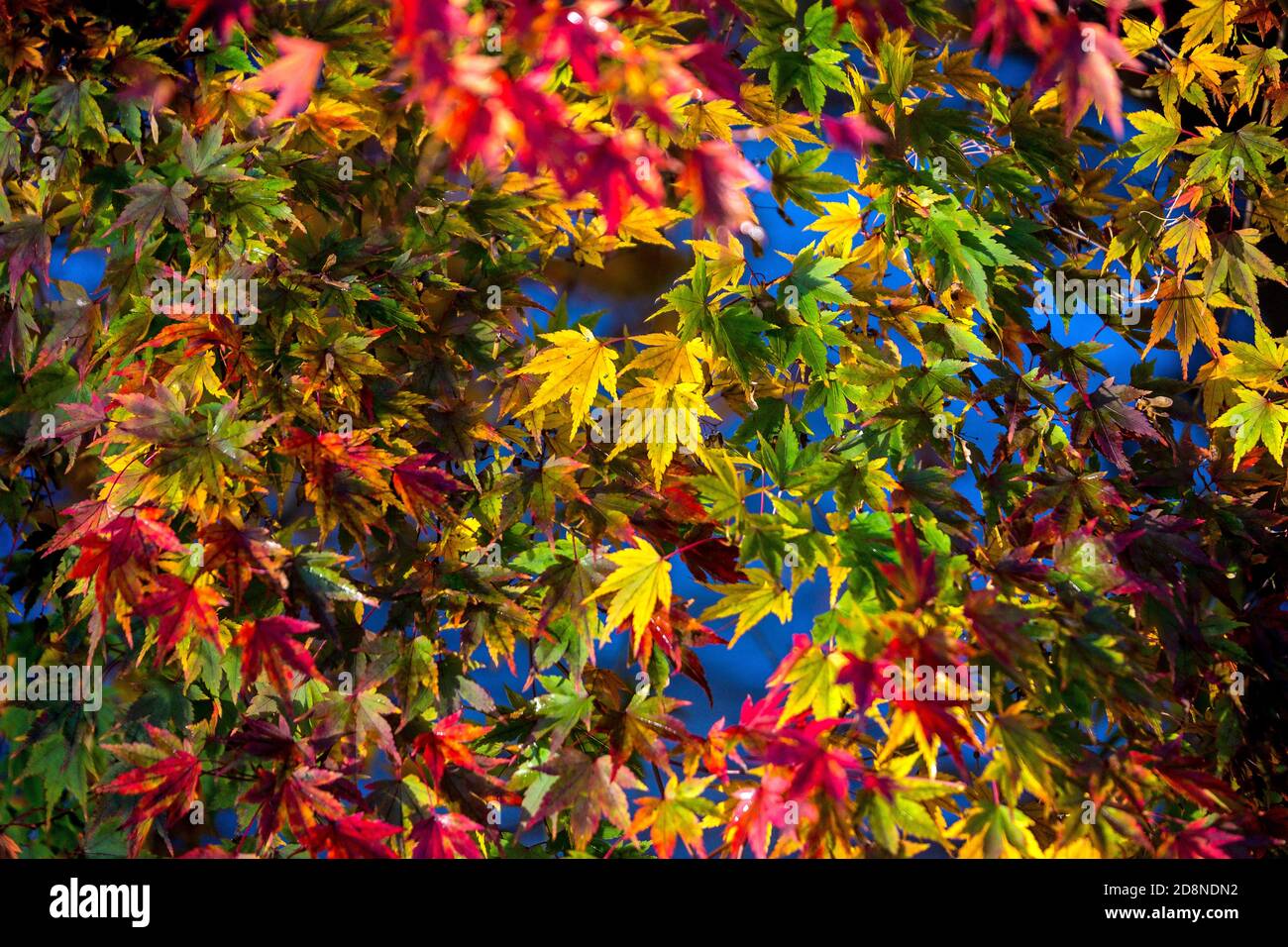 Buxton's Pavilion Gardens, octobre 31 2020. Dans un bref éclat de soleil, les couleurs d'automne des feuilles sur fond de la rivière Wye Banque D'Images