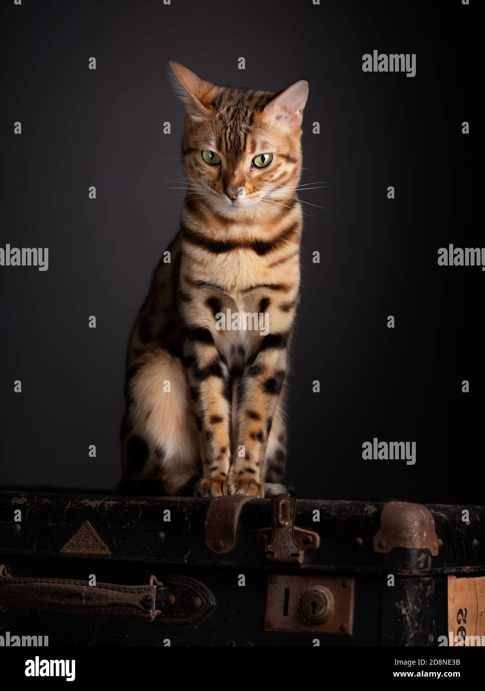 Portrait d'un chat Bengale avec un vieux Suitcase Banque D'Images