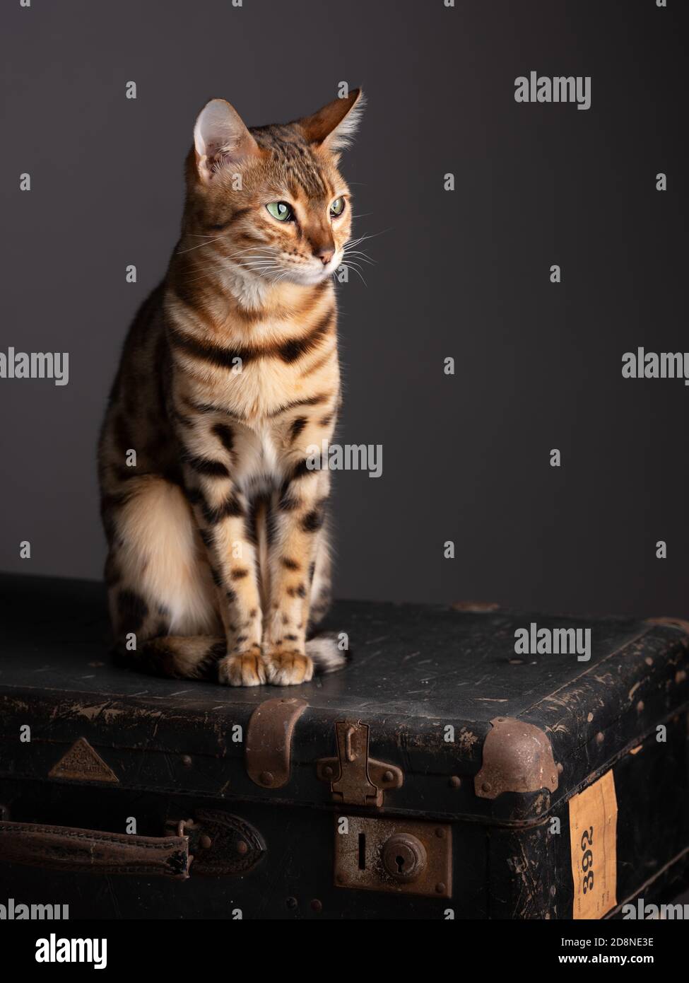 Portrait d'un chat Bengale avec un vieux Suitcase Banque D'Images