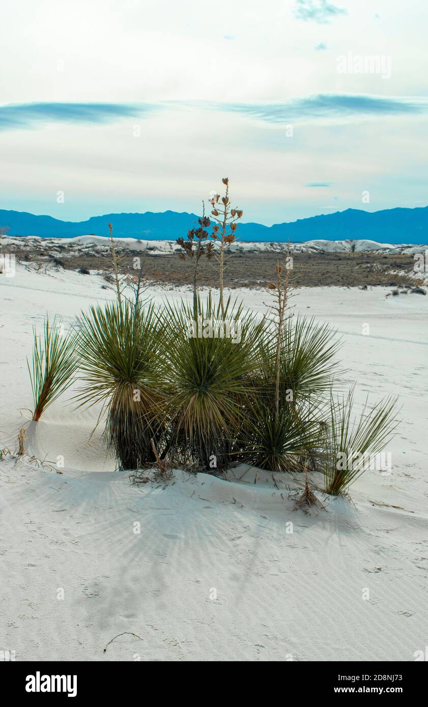 Plante du désert en gypse, parc national de sable blanc Nouveau-Mexique. Banque D'Images