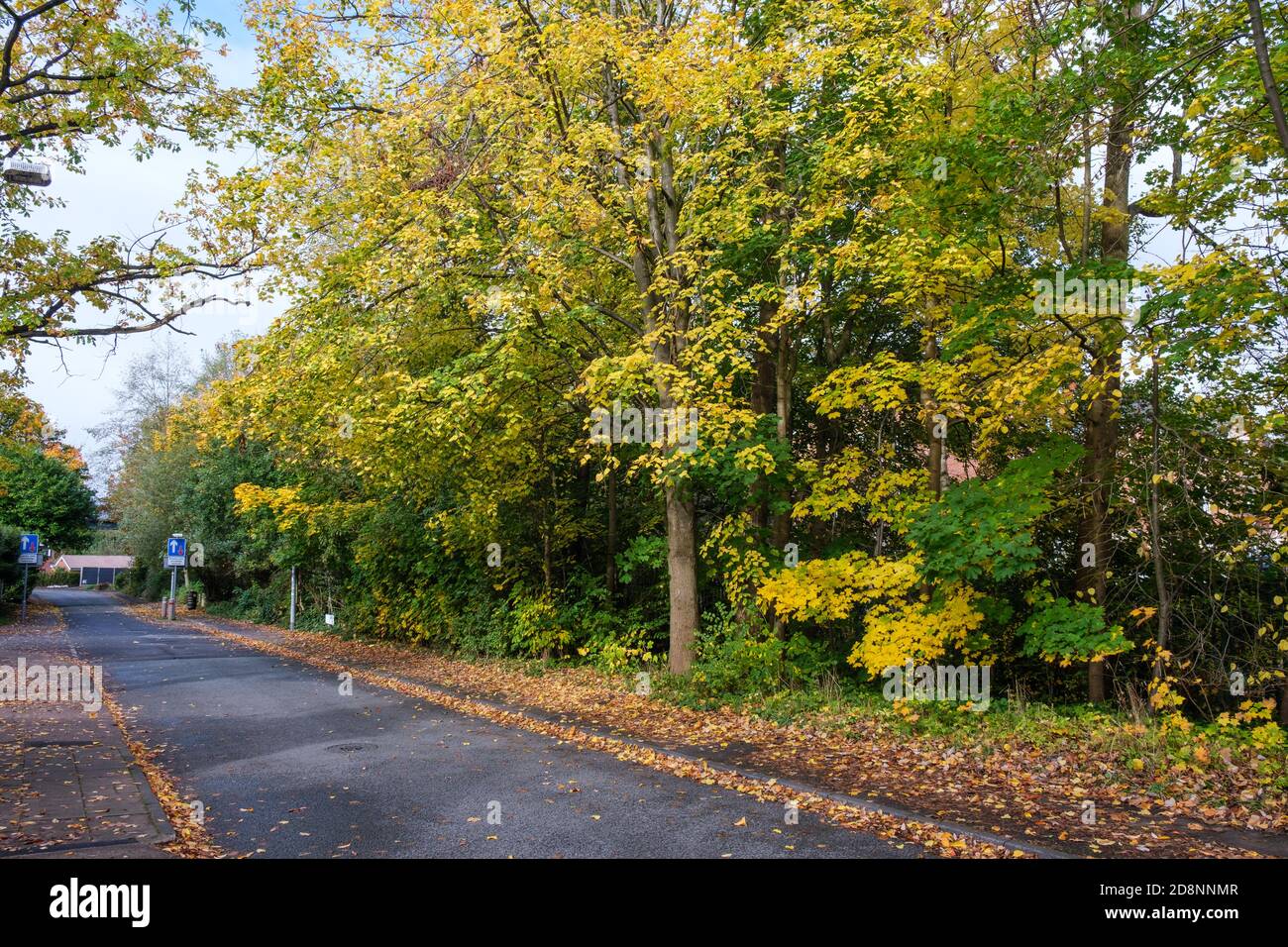 Feuillage d'automne spectaculaire à Bradford Road, Ellesmere Park, Eccles, Salford, Greater Manchester, Royaume-Uni Banque D'Images