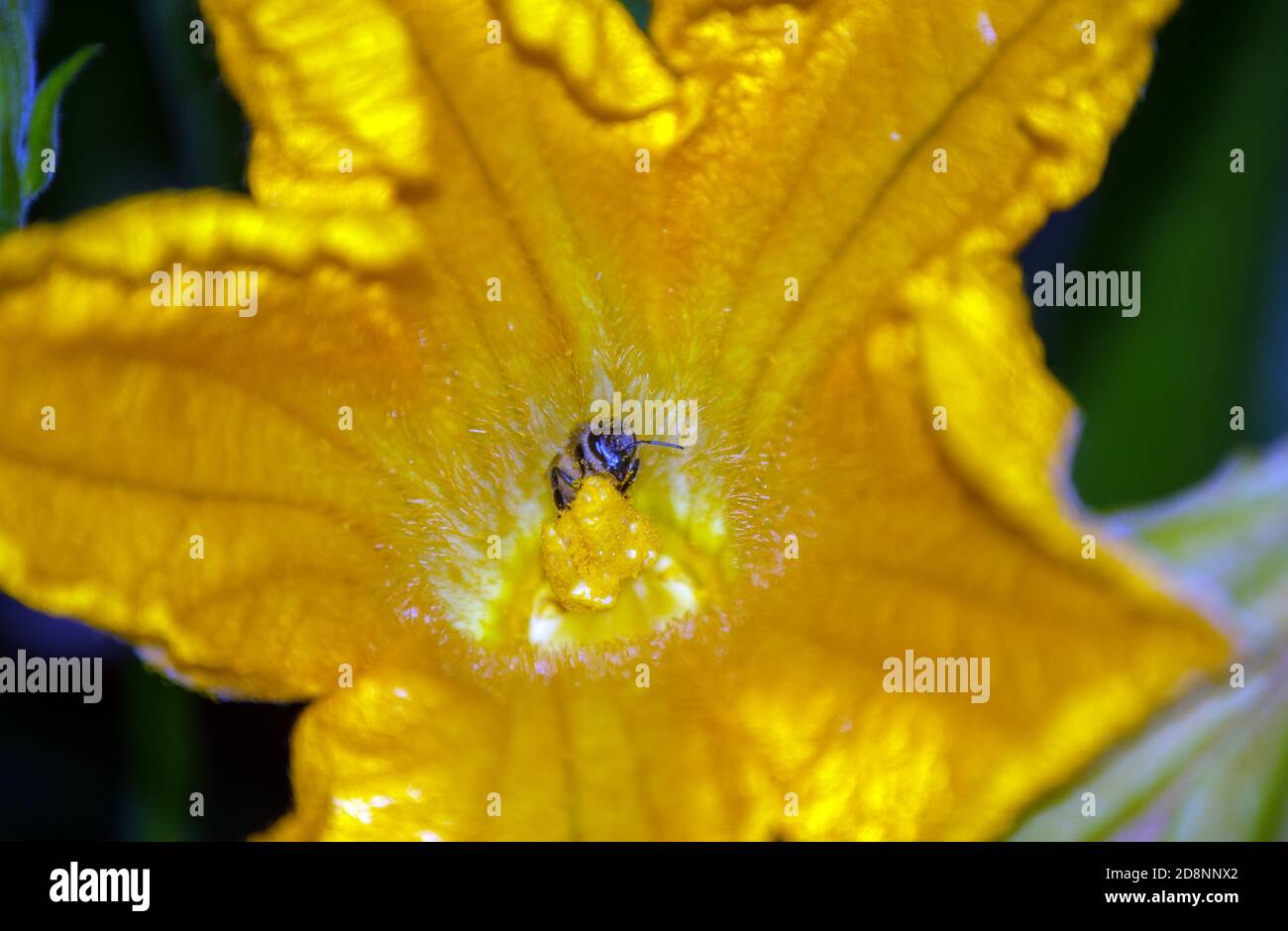 Les gouttes de pollen couvrent cette abeille comme il travaille à polliniser les fleurs de courgettes afin que les fruits puissent être produits. Effet bokeh. Banque D'Images