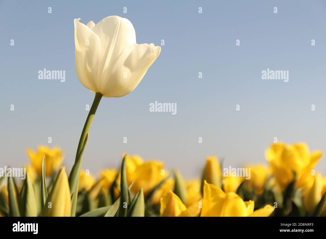 une tulipe blanche de gros plan et un ciel bleu avec un rangée de tulipes  jaunes en arrière-plan dans les champs de bulbes dans la campagne  hollandaise au printemps Photo Stock -