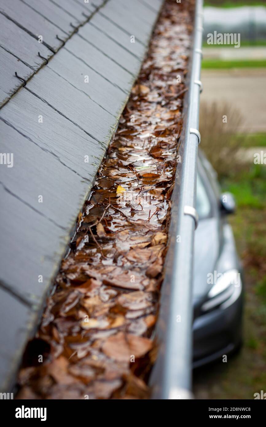 Un portrait d'une gouttière pleine de feuilles d'automne et d'eau à côté d'un toit en ardoise. La gouttière est obstruée et doit être nettoyée. Juste l'un des canaux saisonniers Banque D'Images