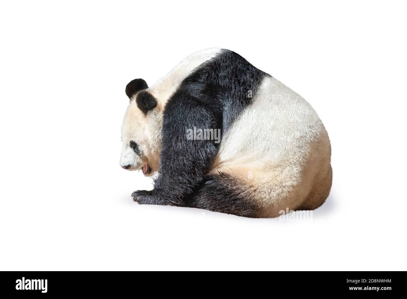 Ours de panda géant (Ailuropoda melanoleuca) isolé sur fond blanc. Banque D'Images