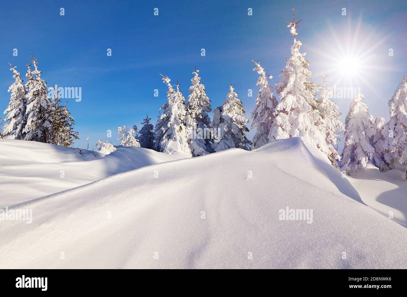 Journée ensoleillée dans une forêt de montagne. Paysage d'hiver. Sapins sous la neige et des congères Banque D'Images