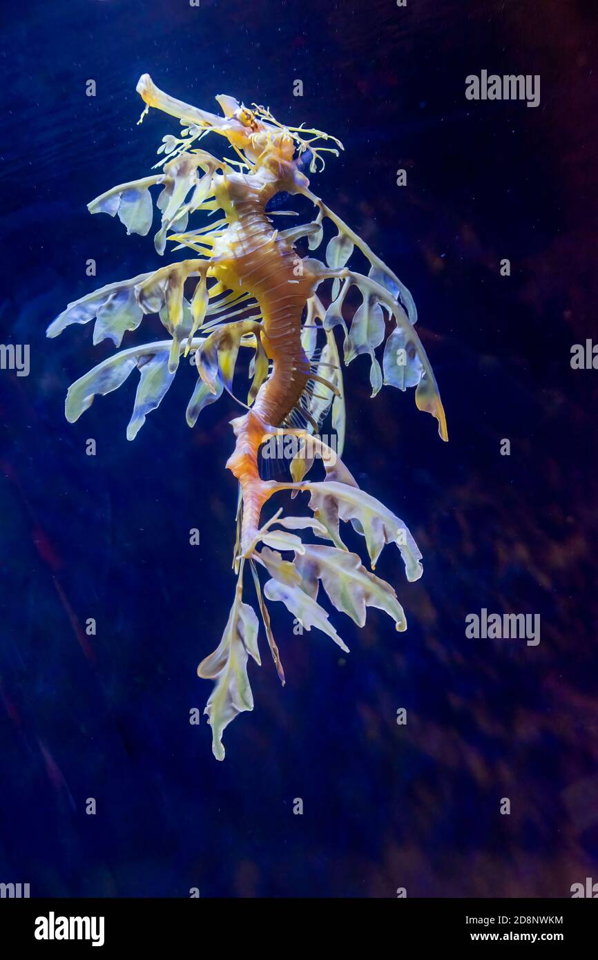 Leafy Sea Dragon Fish Banque D Image Et Photos Alamy