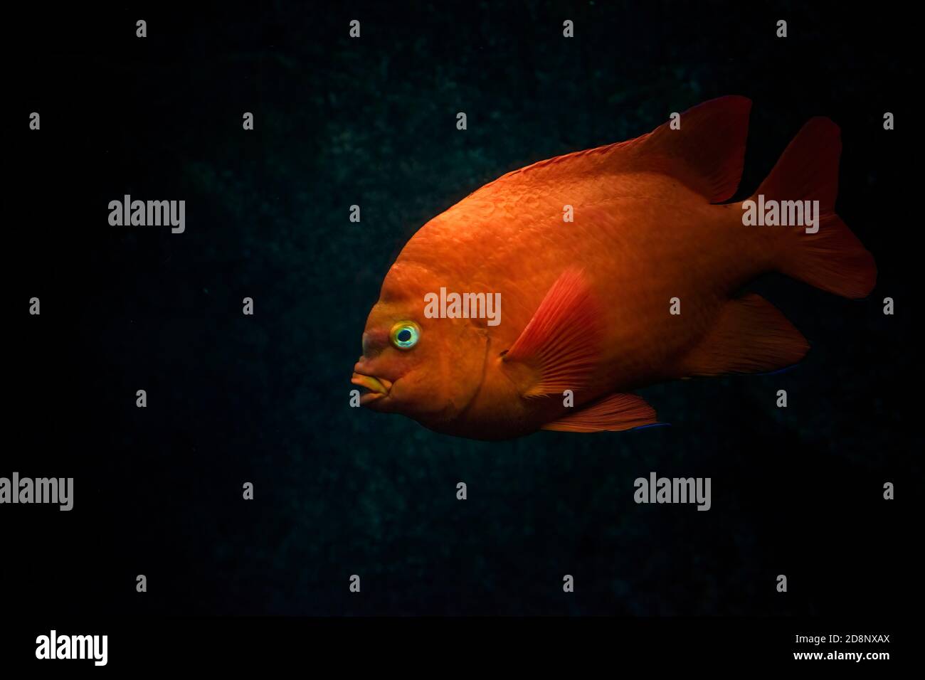Rouge orange Garibaldi ou Garibaldi damégoïste (Hypsypop rubicundus) nageant dans l'océan. Fond sombre. Banque D'Images