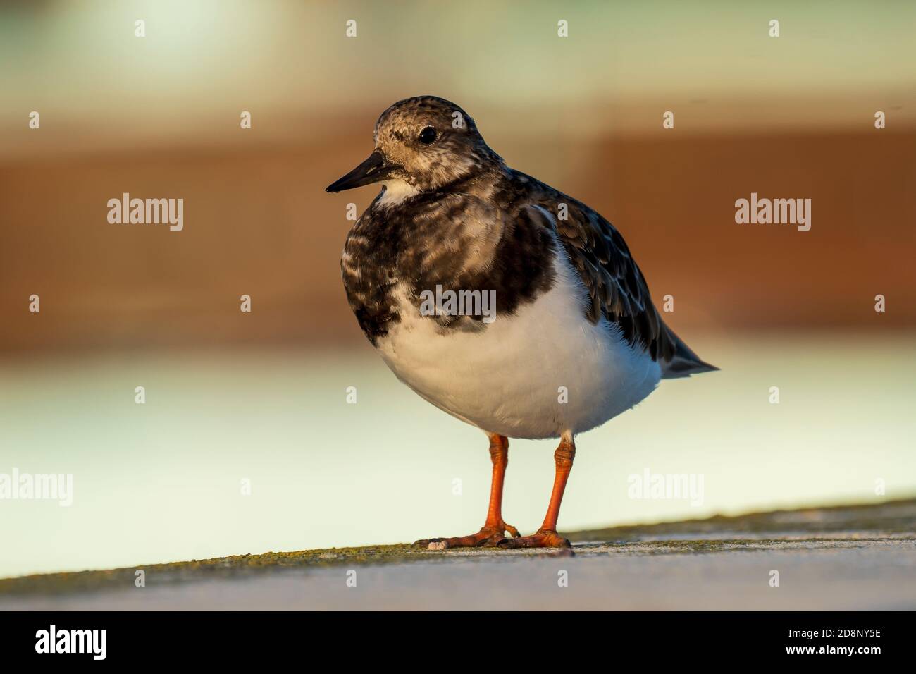 Ruddy Turnstone Arenaria interpréte Costa Ballena Cadiz Espagne Banque D'Images